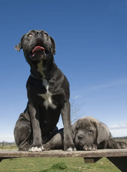 Italský mastif matka a štěně — Stock fotografie