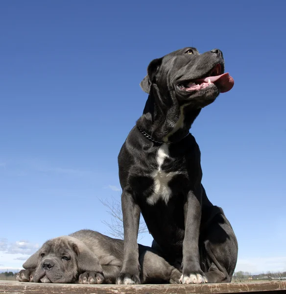 이탈리아 마스 티 프 어머니와 강아지 — 스톡 사진