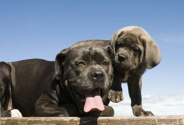 Italský mastif matka a štěně — Stock fotografie