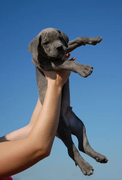 Niedlicher Babyhund — Stockfoto