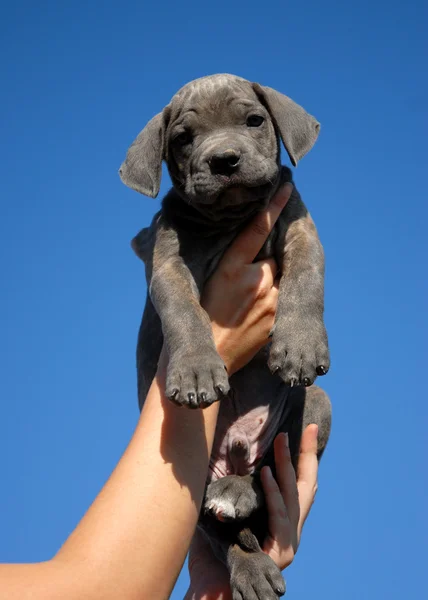 Pequeno filhote de cachorro corso cana — Fotografia de Stock