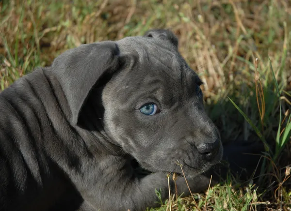 Very young puppy cane corso — Stock Photo, Image