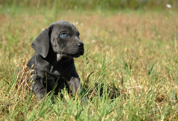 Little dog in a field — Stok fotoğraf