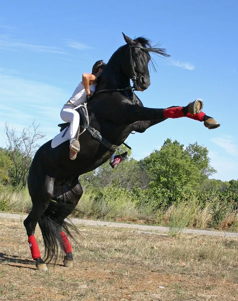 Rearing stallion — Stock Photo, Image