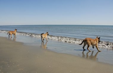 Three young malinois on the beach clipart
