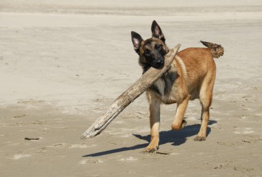 çoban köpeği oynama