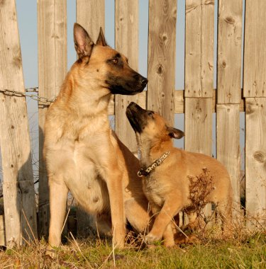 Anne ve yavru köpekler