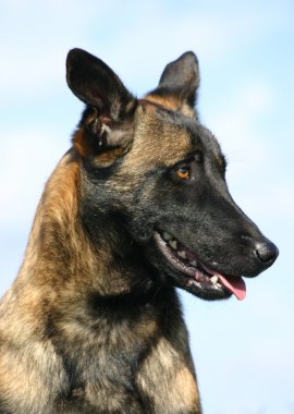 Malinois