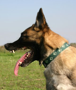 tehlikeli malinois