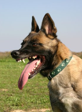 Dangerous malinois clipart