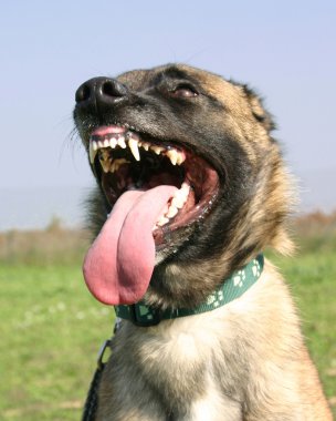 tehlikeli malinois