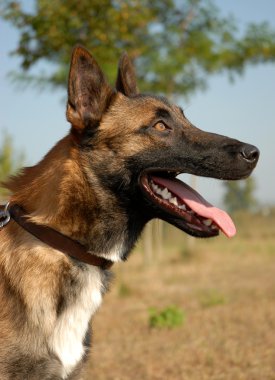 Malinois