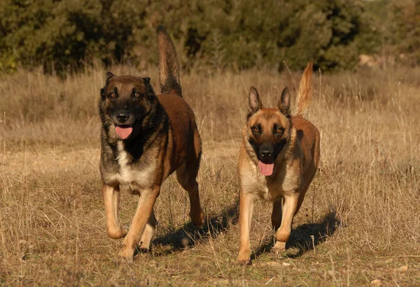 Schäferhund-Paar — Stockfoto