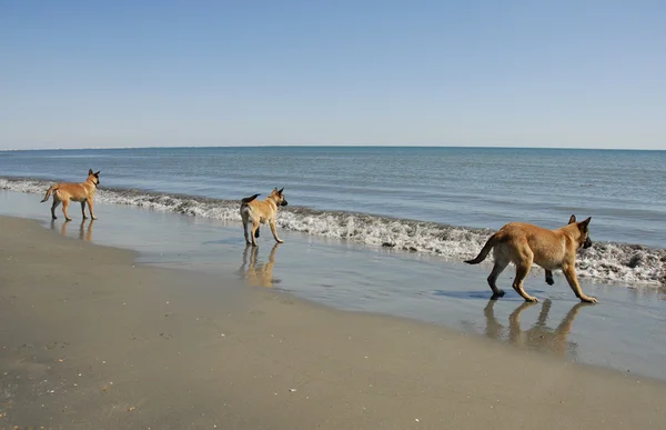 stock image Three young malinois on the beach