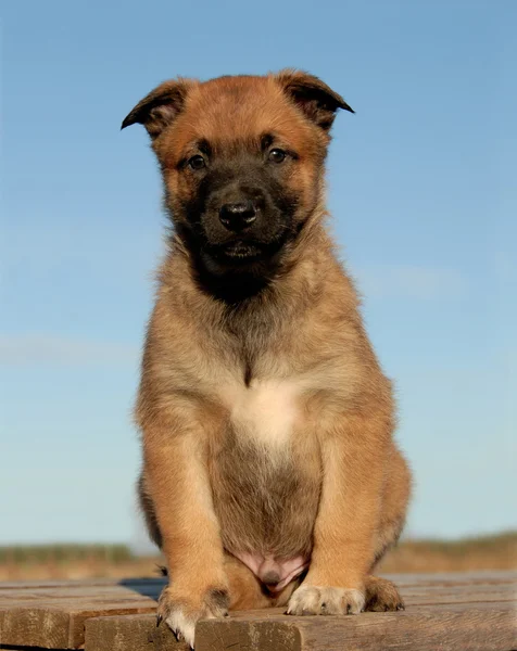 Puppy Mechelaar — Stockfoto