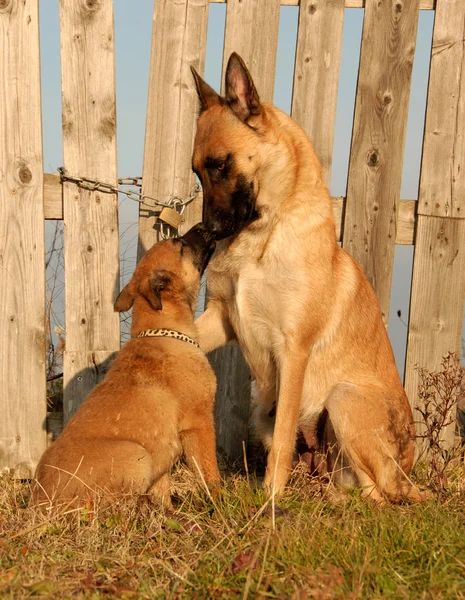 Samica pies i szczeniak — Zdjęcie stockowe