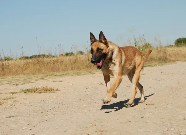 Belgischer Schäferhund läuft — Stockfoto