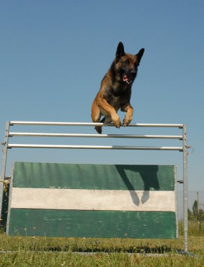 malinois atlama