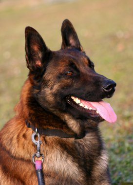 Malinois