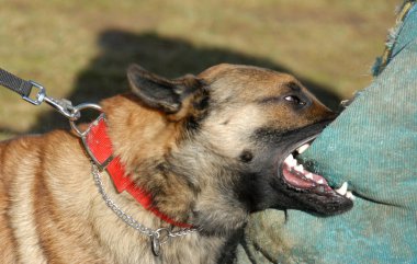 Training of a police dog clipart