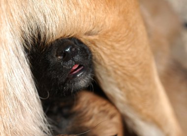 köpek yavrusu Belçika çoban