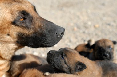 Anne köpek ve köpek yavruları