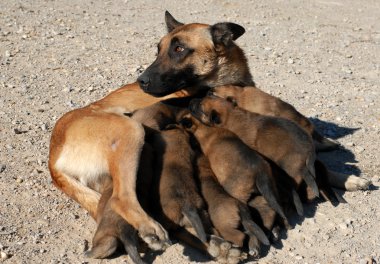 Female shepherd and puppies clipart