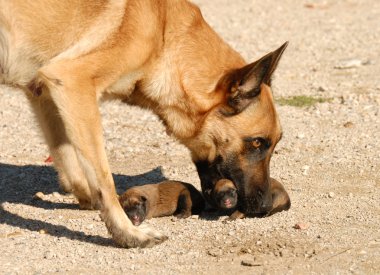 Anne köpek ve köpek yavruları