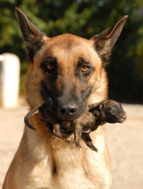 Anne köpek ve köpek yavrusu