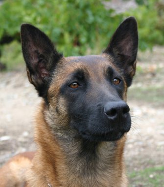 Malinois clipart