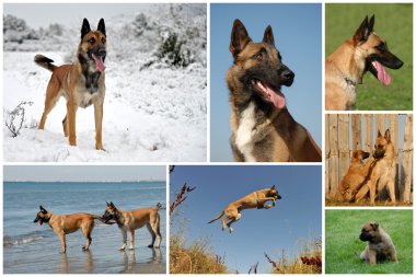 Belçika çoban malinois