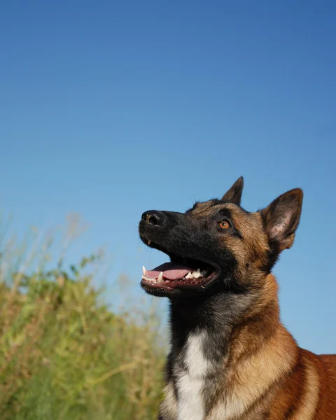 Belgischer Schäferhund — Stockfoto