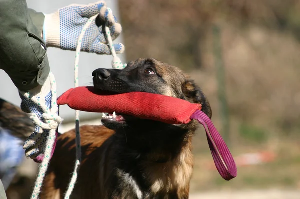 Brincando cão — Fotografia de Stock