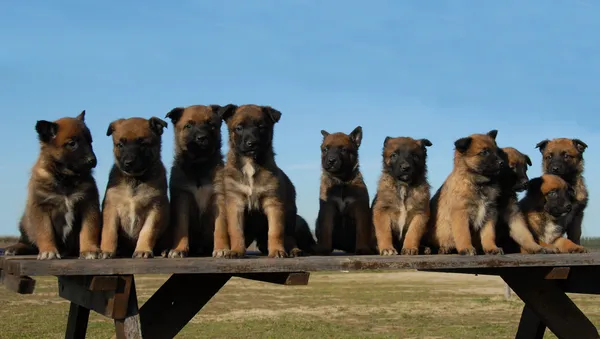 Puppies Mechelaar — Stockfoto