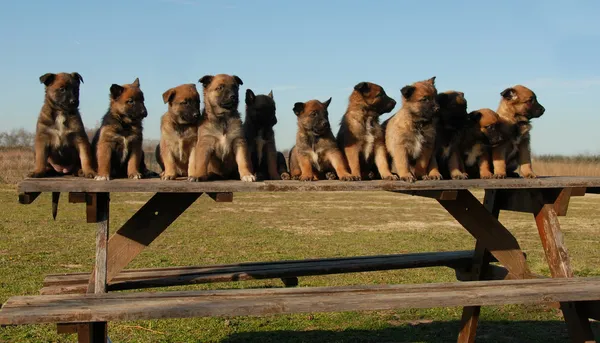 Cachorros pastores belgas — Foto de Stock