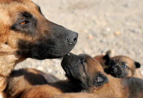 Anne köpek ve köpek yavrusu — Stok fotoğraf