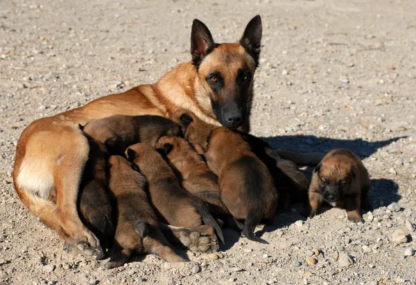 Pastore e cuccioli belgi — Foto Stock