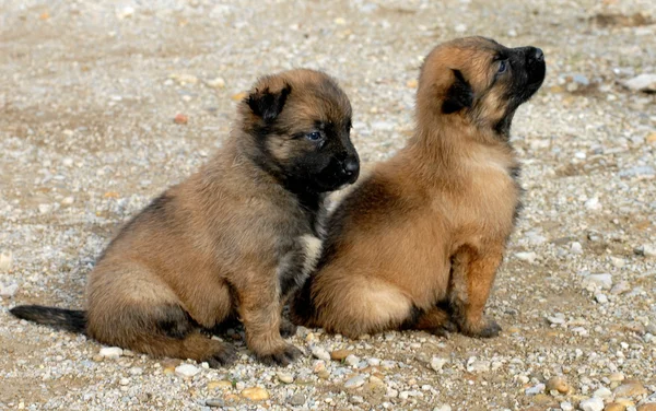 Puppies shepherd — Stock Photo, Image