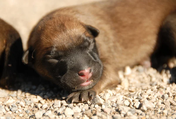 Çok genç köpek yavrusu — Stok fotoğraf
