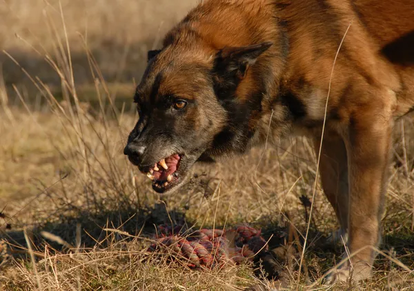 Агресивний бельгійська вівчарка — стокове фото
