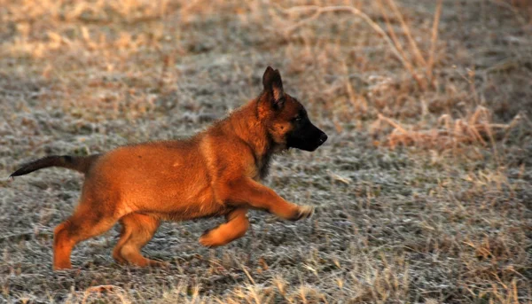 Correr cachorro — Foto de Stock