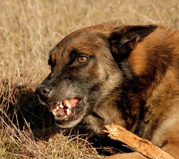 Farliga belgisk vallhund — Stockfoto