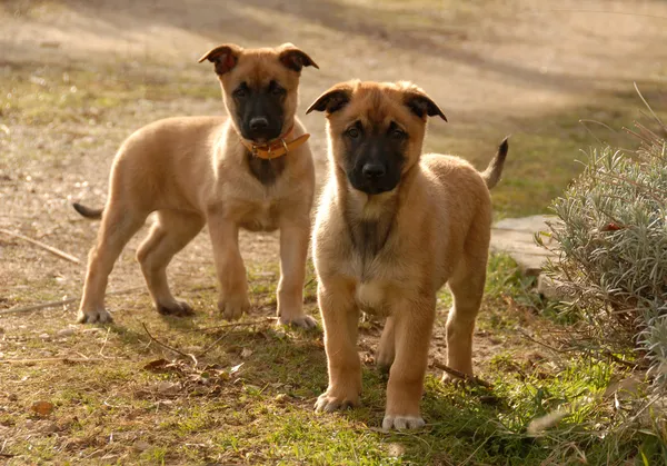 Two puppies malinois — Stock Photo, Image