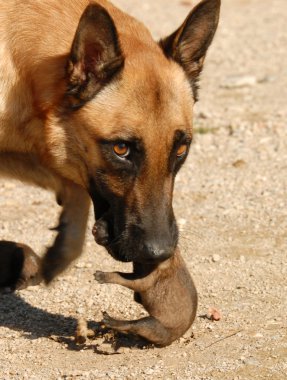 Female dog and puppies clipart