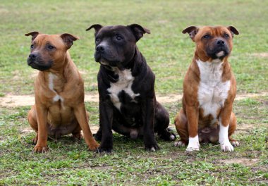 Staffordshire bull terriers clipart