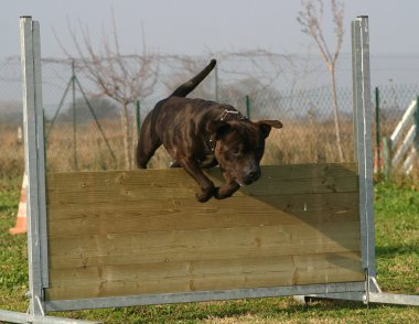 staffie atlama