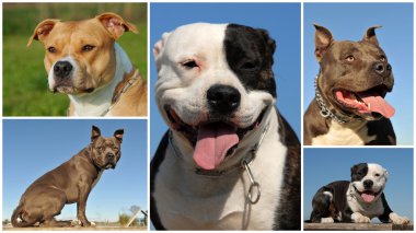 American staffordshire terrier clipart