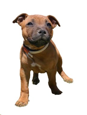 Puppy staffie clipart