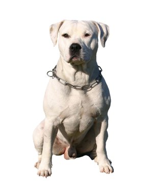 Staffordshire bull terrier clipart