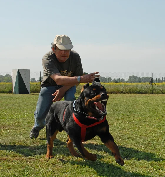 Attack of rottweiler — Stock Photo, Image